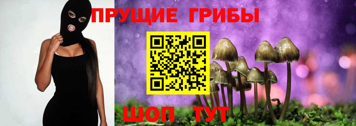 Старая Русса  Псилоцибиновые грибы Psilocybe  Вход с VPN 